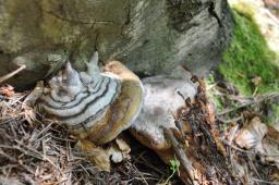 Fomes fomentarius