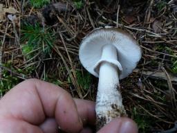 Amanita excelsa