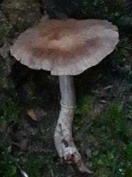 Cortinarius flexipes