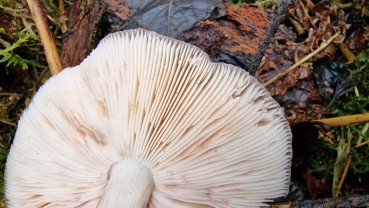 Pluteus cervinus