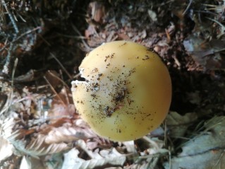 Amanita gemmata