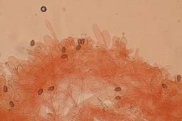 Conocybe aurea