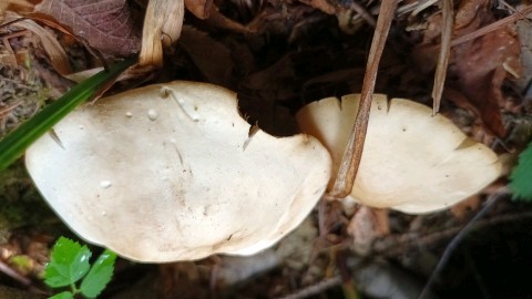 Calocybe gambosa