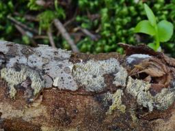 Hyphodontia barba-jovis