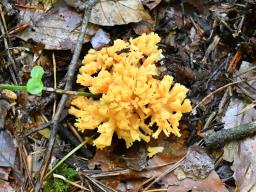 Ramaria flavosalmonicolor