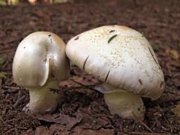 Agaricus sylvicola