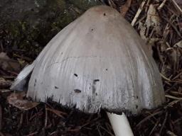 Coprinopsis atramentaria