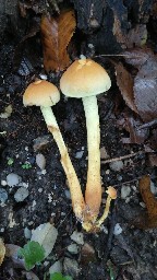 Hypholoma fasciculare