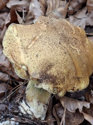 Suillus variegatus
