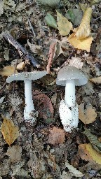 Amanita vaginata