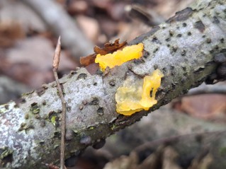 Tremella mesenterica