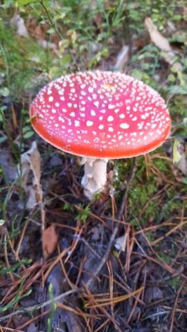 Amanita muscaria