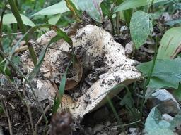 Russula delica