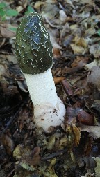 Phallus impudicus