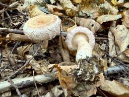 Lactarius torminosus
