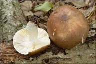 Russula integra