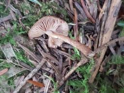 Inocybe lacera