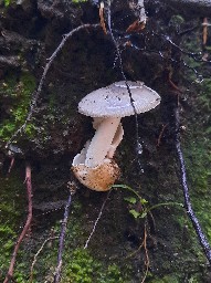 Amanitopsis