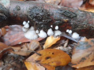 Schizophyllum commune