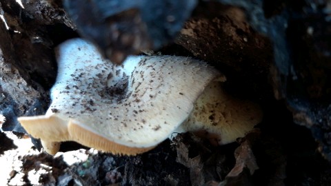 Lentinus tigrinus