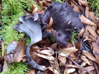 Craterellus cornucopioides