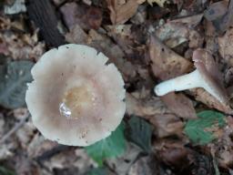 Russula vesca