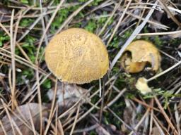 Suillus variegatus