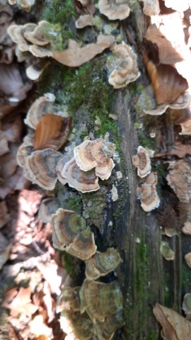 Trametes versicolor