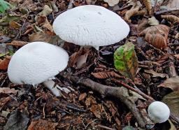 Agaricus sylvicola
