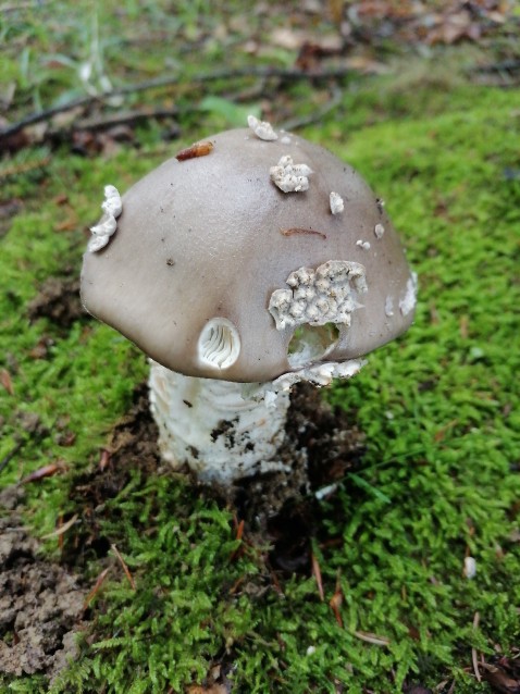 Amanita excelsa