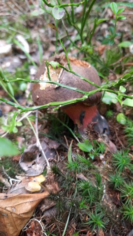 Neoboletus erythropus