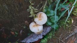 Pholiota scamba