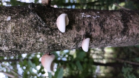 Fomitopsis betulina