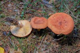 Lactarius rufus