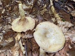 Lactarius luridus