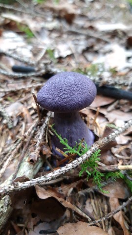 Cortinarius violaceus