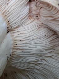 Lactifluus glaucescens