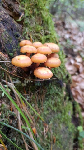 Kuehneromyces mutabilis