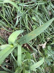 Puccinia porri