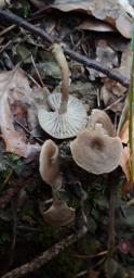 Clitocybe subspadicea