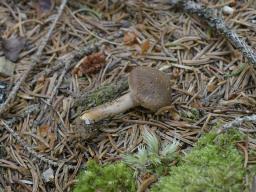 Inocybe subcarpta