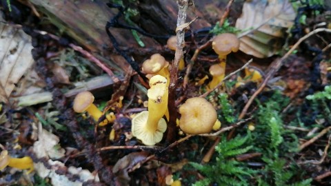 Cantharellus tubaeformis var. lutescens