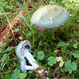 Stropharia aeruginosa