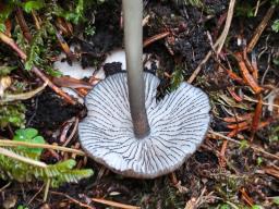 Entoloma caesiocinctum