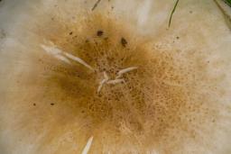 Pluteus pellitus