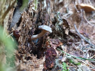 Rhizocybe pruinosa