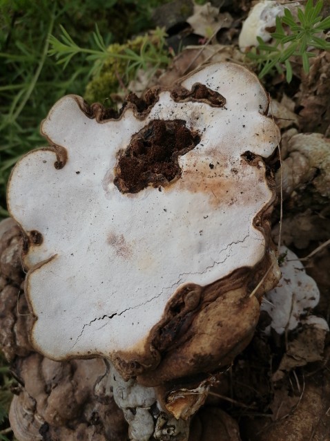 Ganoderma applanatum