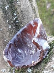 Auricularia auricula-judae