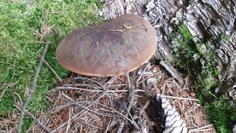 Neoboletus erythropus