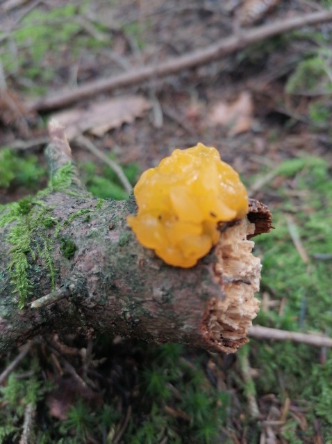 Tremella mesenterica